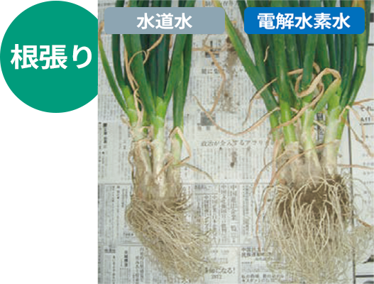 水道水で育ったネギと、電解水素水で育ったネギの実の大きさ比較
