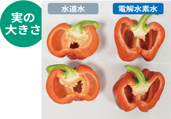 水道水で育ったパプリカと、電解水素水で育ったパプリカの実の大きさ比較