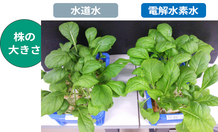 小松菜の養液栽培試験結果 株の大きさ