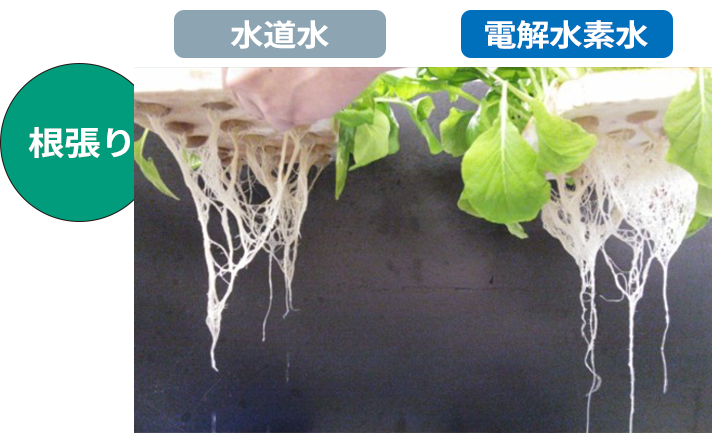 小松菜の養液栽培試験結果 根の張り