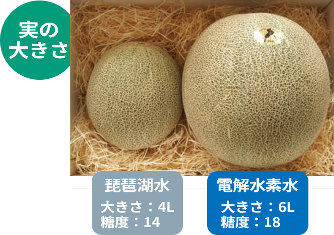 琵琶湖水で育ったメロンと電解水素水で育ったメロンの実の大きさ比較