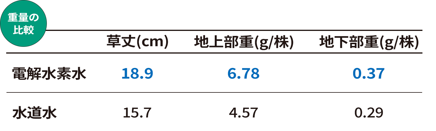 小松菜の養液栽培試験結果 重量の向上