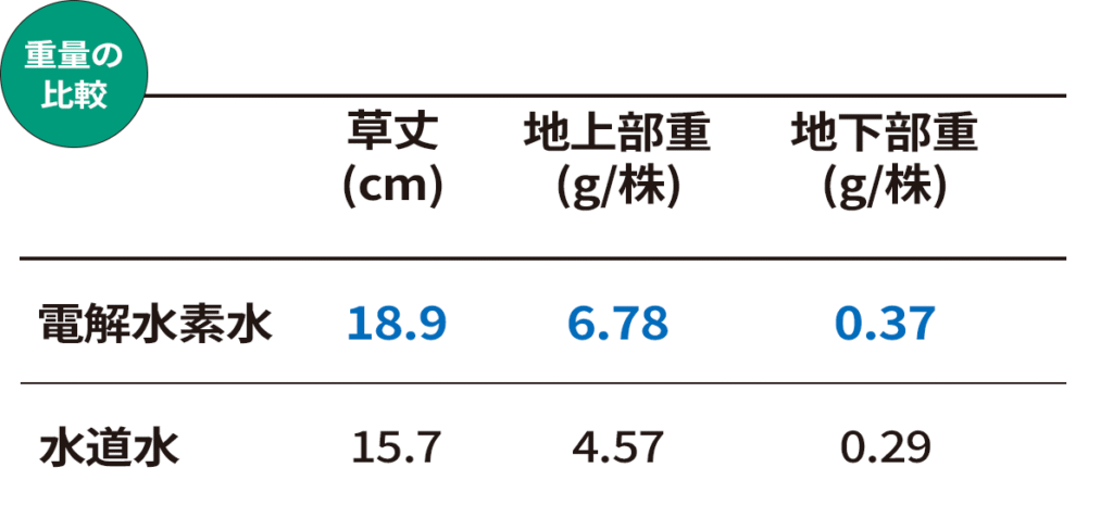 小松菜の養液栽培試験結果 重量の向上