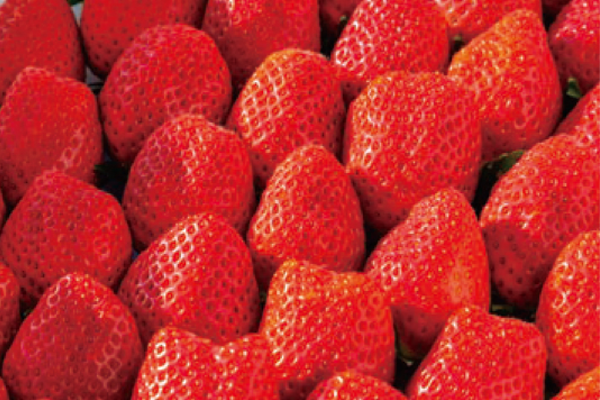 粒がそろったつややかなイチゴたち