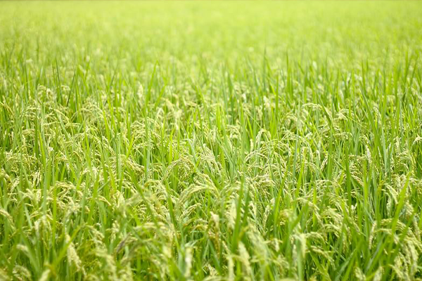 生育がそろった稲が並んでいる水田