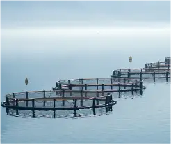 MAXナノバブルの活用が期待されてる養殖場