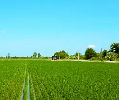 MAXナノバブルの活用が期待されてる農業分野