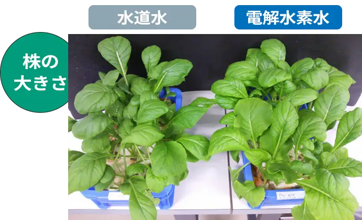 小松菜の養液栽培試験結果　株の大きさ