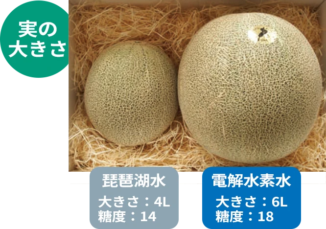 琵琶湖水で育ったメロンと電解水素水で育ったメロンの実の大きさ比較