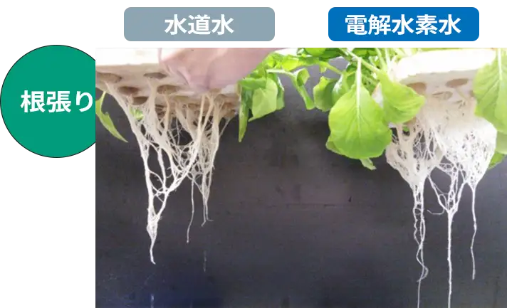 小松菜の養液栽培試験結果　根の張り
