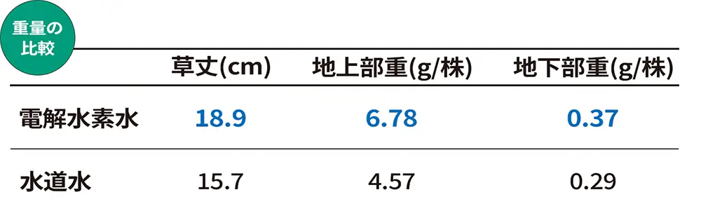 小松菜の養液栽培試験結果　重量の向上