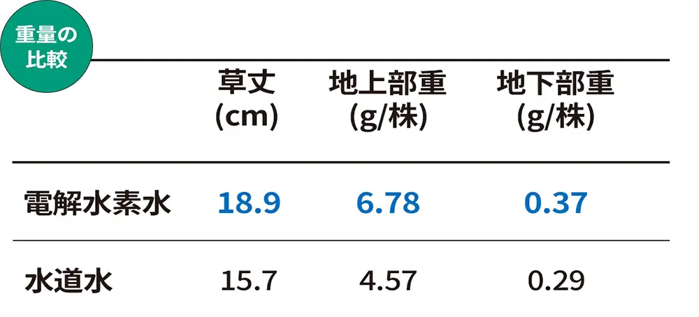 小松菜の養液栽培試験結果　重量の向上