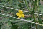 cucumber