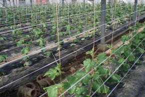 cucumber