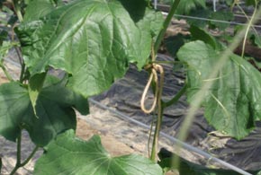 cucumber