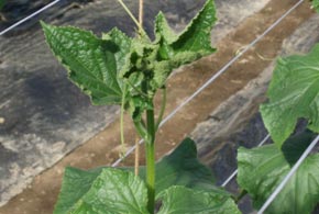 cucumber