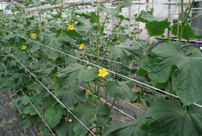 cucumber