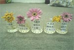 gerbera