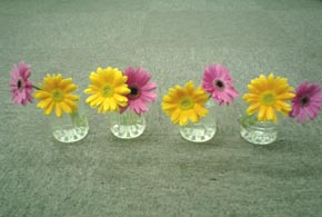 gerbera