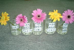 gerbera