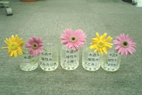 gerbera