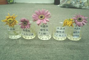 gerbera