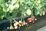 strawberry