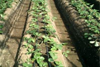 strawberry