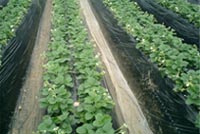 strawberry