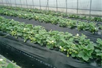 strawberry