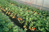 strawberry