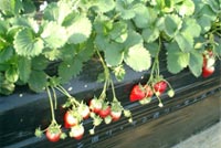 strawberry