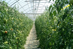 tomato