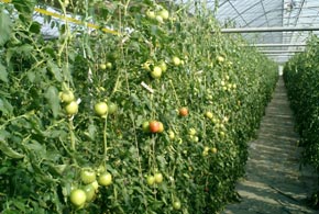 tomato