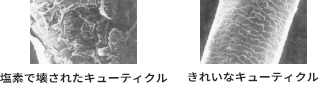 髪のキューティクル説明