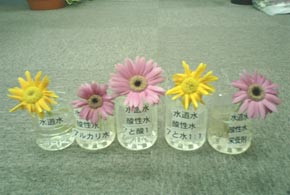 gerbera