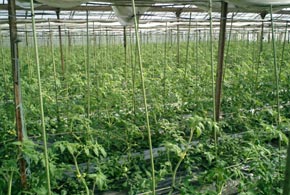 tomato